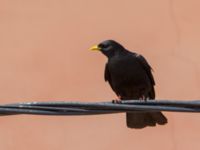 Pyrrhocorax graculus Oukaimeden, Morocco 20180223_0087