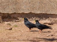 Pyrrhocorax graculus Oukaimeden, Morocco 20180223_0090