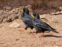 Pyrrhocorax graculus Oukaimeden, Morocco 20180223_0092