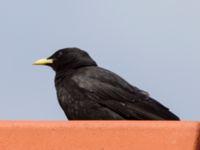 Pyrrhocorax graculus ad Olofsdal, Halmstad, Halland, Sweden 20150625_0208