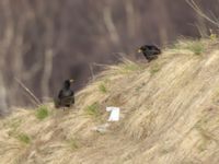 Pyrrhocorax graculus graculus Gudauri Monument, Stepantsminda, Mtskheta-Mtianeti, Georgia 20180425_1774