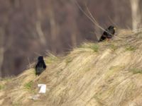 Pyrrhocorax graculus graculus Gudauri Monument, Stepantsminda, Mtskheta-Mtianeti, Georgia 20180425_1777