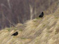 Pyrrhocorax graculus graculus Gudauri Monument, Stepantsminda, Mtskheta-Mtianeti, Georgia 20180425_1781