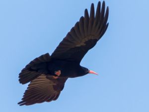 Pyrrhocorax pyrrhocorax - Red-billed Chough - Alpkråka