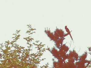 Urocissa erythroryncha - Red-billed Blue Magpie - Rödnäbbad blåskata