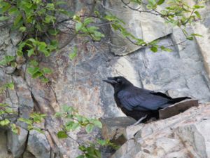 Corvus corax - Common Raven - Korp