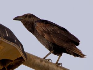 Corvus rhipidurus - Fan-tailed Raven - Kortstjärtad korp