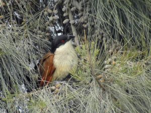 Centropus senegalensis - Senegal Coucal - Senegalsporrgök