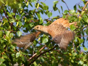 Cuculus canorus - Common Cuckoo - Gök