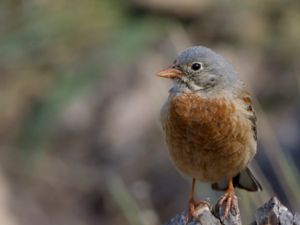 Emberiza buchanani - Grey-necked Bunting - Bergortolan