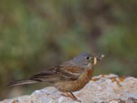 Emberiza buchanani Ishak Pasha Palace, Turkey 20120703B 045