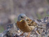 Emberiza buchanani Ishak Pasha Palace, Turkey 20120703B 078