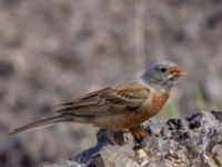 Emberiza buchanani Ishak Pasha Palace, Turkey 20120703B 090