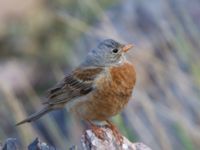 Emberiza buchanani Ishak Pasha Palace, Turkey 20120703B 123