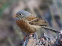 Emberiza buchanani Ishak Pasha Palace, Turkey 20120703B 132