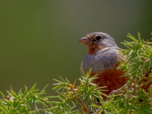 Emberiza caesia - Cretzschmar's Bunting - Rostsparv