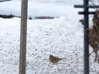 Emberiza caesia 1cy male Kyrkvägen 8, Skutskär, Älvkarleby kommun, Uppland, Sweden 20181229B_0009