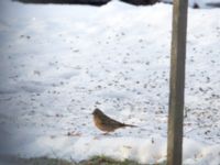 Emberiza caesia 1cy male Kyrkvägen 8, Skutskär, Älvkarleby kommun, Uppland, Sweden 20181229B_0022