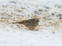 Emberiza caesia 1cy male Kyrkvägen 8, Skutskär, Älvkarleby kommun, Uppland, Sweden 20181229B_0046