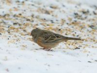 Emberiza caesia 1cy male Kyrkvägen 8, Skutskär, Älvkarleby kommun, Uppland, Sweden 20181229B_0053