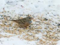 Emberiza caesia 1cy male Kyrkvägen 8, Skutskär, Älvkarleby kommun, Uppland, Sweden 20181229B_0081