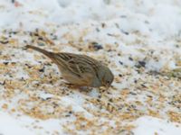 Emberiza caesia 1cy male Kyrkvägen 8, Skutskär, Älvkarleby kommun, Uppland, Sweden 20181229B_0085