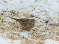 Emberiza caesia 1cy male Kyrkvägen 8, Skutskär, Älvkarleby kommun, Uppland, Sweden 20181229B_0088