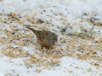 Emberiza caesia 1cy male Kyrkvägen 8, Skutskär, Älvkarleby kommun, Uppland, Sweden 20181229B_0090