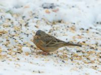 Emberiza caesia 1cy male Kyrkvägen 8, Skutskär, Älvkarleby kommun, Uppland, Sweden 20181229_0060