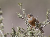 Emberiza caesia Ezuz, Israel 2013-03-27 378