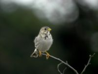 Emberiza calandra Fredshög, Vellinge, Skåne, Sweden 20050724B 016