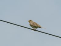 Emberiza calandra calandra 3.5 km W Gamardjveba, Mtskheta-Mtianeti, Georgia 20180428_0703