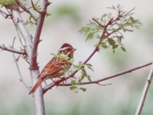 Emberiza chrysophrys - Yellow-browed Bunting - Gulbrynad sparv