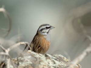 Emberiza cia - Rock Bunting - Klippsparv