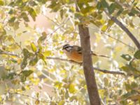 Emberiza cia male R203 My Brahim, Morocco 20180223_0021