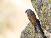 Emberiza cia prageri ad male Darial Gorge, Stepantsminda, Mtskheta-Mtianeti, Georgia 20180425B_2103