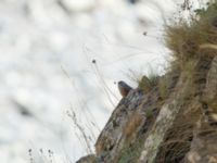 Emberiza cia prageri ad male Darial Gorge, Stepantsminda, Mtskheta-Mtianeti, Georgia 20180425_2090