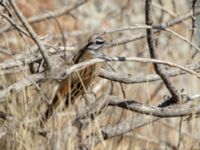 Emberiza cia prageri ad male Darial Gorge, Stepantsminda, Mtskheta-Mtianeti, Georgia 20180425_2095