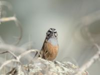 Emberiza cia prageri ad male Darial Gorge, Stepantsminda, Mtskheta-Mtianeti, Georgia 20180425_2129