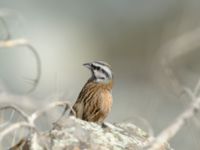 Emberiza cia prageri ad male Darial Gorge, Stepantsminda, Mtskheta-Mtianeti, Georgia 20180425_2137