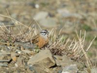 Emberiza cia prageri ad male Sno Valley, Stepantsminda, Mtskheta-Mtianeti, Georgia 20180425_2162