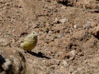 Emberiza cineracea semenowi Nemrut Dagi, Turkey 20120701 372