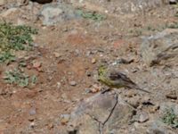 Emberiza cineracea semenowi ad male Nemrut Dagi, Turkey 20120701 182