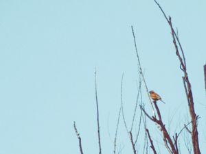 Emberiza cioides - Meadow Bunting - Ängssparv