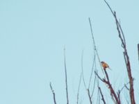 Emberiza cioides ad male Badaling, Beijing, China 19980520 (17)