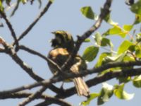 Emberiza cirlus ad male Potami valley, Lesvos, Greece 20050615 434