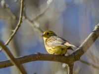 Emberiza cintrinella male Bäckdala, Stenshuvud, Simrishamn, Skåne, Sweden 20140312_0032