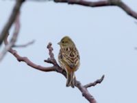 Emberiza citrinella Norra hamnen, Malmö, Skåne, Sweden 20210101_0115