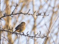 Emberiza citrinella female Bunkerkullen, Almåsa, Malmö, Skåne, Sweden 20230226_0001