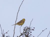 Emberiza citrinella male Sege å Björkelundadammen, Malmö, Skåne, Sweden 20221119_0022